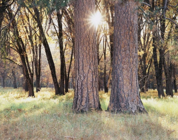 Picture of CALIFORNIA, YOSEMITE SUNSET THROUGH THE FOREST