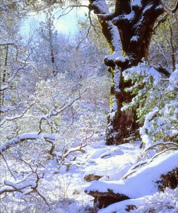 Picture of CALIFORNIA, CUYAMACA RANCHO SNOW-COVERED TREES