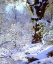 Picture of CALIFORNIA, CUYAMACA RANCHO SNOW-COVERED TREES