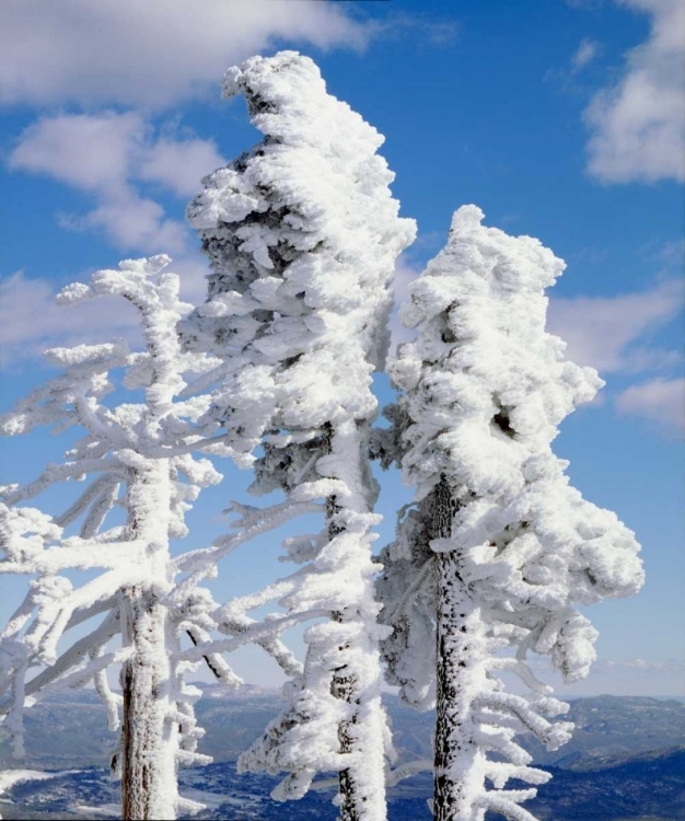 Picture of CALIFORNIA, CUYAMACA RANCHO SNOW-COVERED TREES