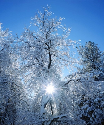 Picture of CALIFORNIA, CUYAMACA RANCHO SNOW-COVERED TREES