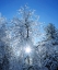 Picture of CALIFORNIA, CUYAMACA RANCHO SNOW-COVERED TREES