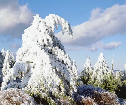 Picture of CALIFORNIA, CUYAMACA RANCHO SNOW-COVERED TREES
