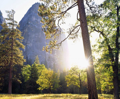 Picture of CALIFORNIA, YOSEMITE SUNSET THROUGH THE FOREST