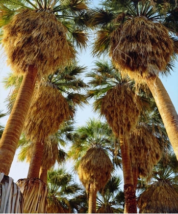 Picture of CALIFORNIA, ANZA-BORREGO DESERT FAN PALM TREES
