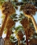 Picture of CALIFORNIA, ANZA-BORREGO DESERT FAN PALM TREES