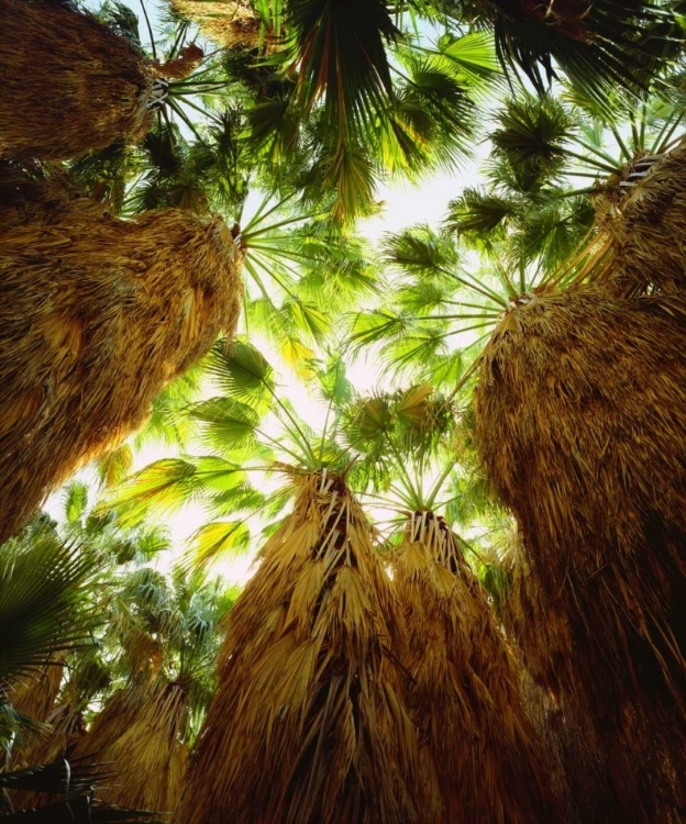 Picture of CALIFORNIA, ANZA-BORREGO DESERT FAN PALM TREES