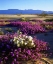Picture of CALIFORNIA, ANZA-BORREGO DESERT DESERT POPPIES