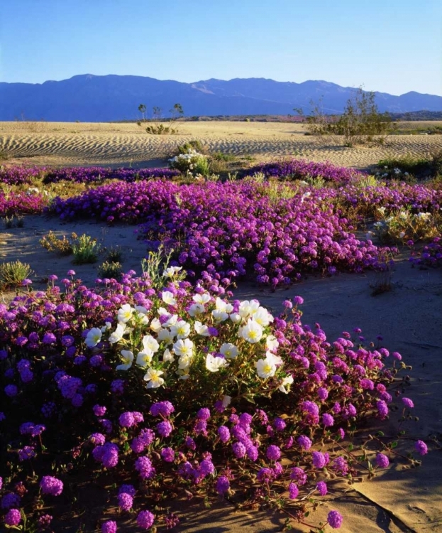 Picture of CALIFORNIA, ANZA-BORREGO DESERT DESERT POPPIES