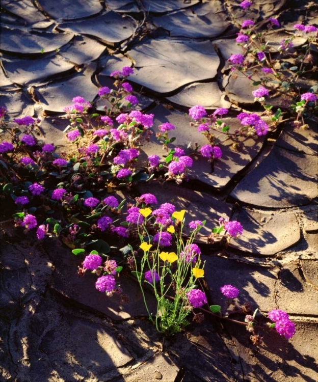 Picture of CALIFORNIA, ANZA-BORREGO DESERT DESERT POPPIES