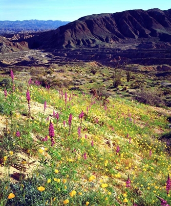 Picture of CALIFORNIA, ANZA-BORREGO DESERT DESERT POPPIES