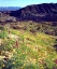 Picture of CALIFORNIA, ANZA-BORREGO DESERT DESERT POPPIES