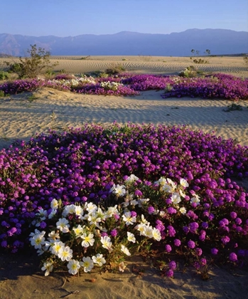 Picture of CALIFORNIA, ANZA-BORREGO DESERT DESERT FLOWERS