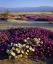 Picture of CALIFORNIA, ANZA-BORREGO DESERT DESERT FLOWERS