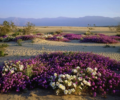 Picture of CALIFORNIA, ANZA-BORREGO DESERT DESERT FLOWERS