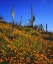 Picture of ARIZONA, ORGAN PIPE CACTUS NM FLOWERS AND CACTI