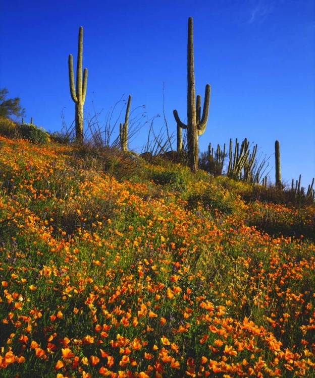 Picture of ARIZONA, ORGAN PIPE CACTUS NM FLOWERS AND CACTI