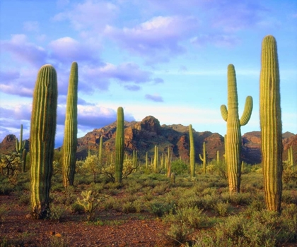 Picture of ARIZONA, ORGAN PIPE CACTUS NM DESERT IN SPRING