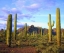 Picture of ARIZONA, ORGAN PIPE CACTUS NM DESERT IN SPRING