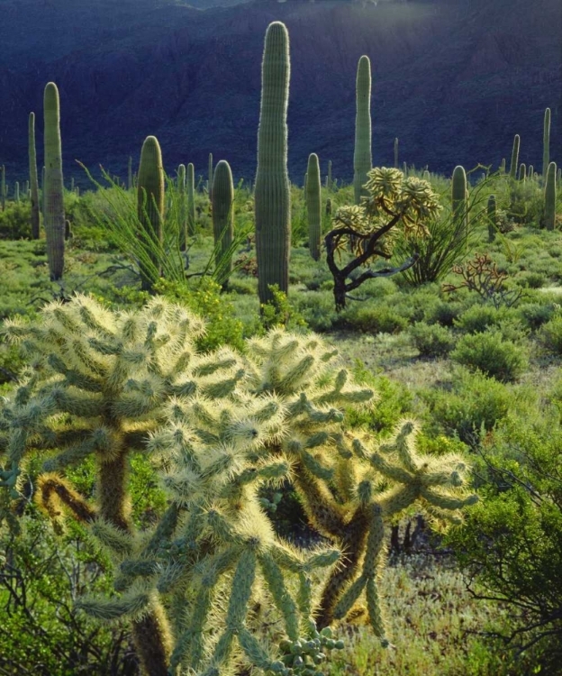 Picture of ARIZONA, ORGAN PIPE CACTUS NM DESERT IN SPRING