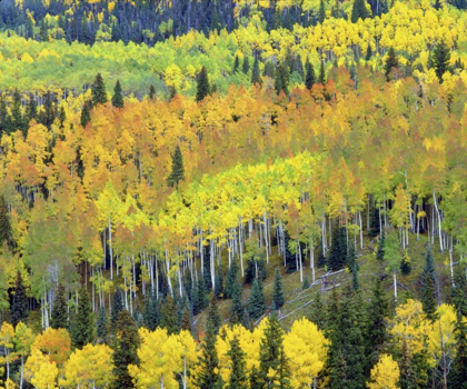 Picture of COLORADO, ROCKY MTS FALL COLORS OF ASPEN TREES