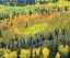 Picture of COLORADO, ROCKY MTS FALL COLORS OF ASPEN TREES