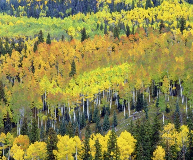 Picture of COLORADO, ROCKY MTS FALL COLORS OF ASPEN TREES