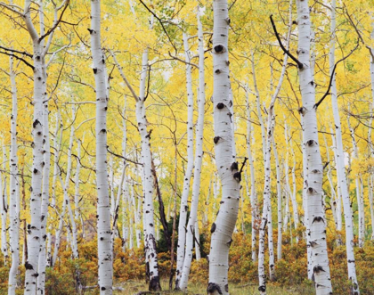 Picture of COLORADO, ROCKY MTS, FALL COLORS OF ASPEN TREES