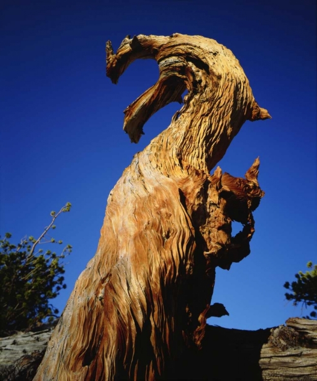 Picture of CALIFORNIA, SIERRA NEVADA, TREES IN THE SIERRAS