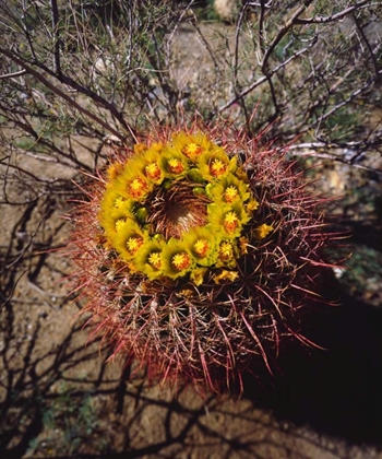 Picture of CALIFORNIA, ANZA-BORREGO BARREL CACTUS FLOWERS