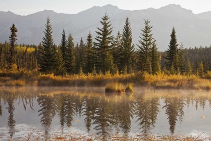 Picture of CANADA, ALBERTA, JASPER NP COTTONWOOD SLOUGH