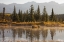Picture of CANADA, ALBERTA, JASPER NP COTTONWOOD SLOUGH