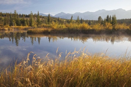 Picture of CANADA, ALBERTA, JASPER NP COTTONWOOD SLOUGH