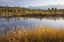 Picture of CANADA, ALBERTA, JASPER NP COTTONWOOD SLOUGH