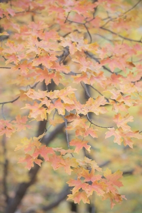 Picture of TEXAS, GUADALUPE MOUNTAINS NP BIGTOOTH MAPLE