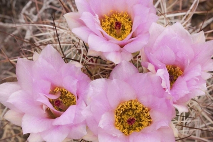 Picture of UTAH, CANYONLANDS NP HEDGEHOG CACTUS FLOWERS