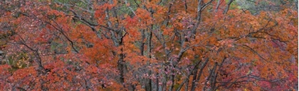 Picture of TEXAS, GUADALUPE MTS NP BIGTOOTH MAPLE TREES