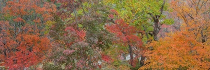 Picture of TEXAS, GUADALUPE MTS NP BIGTOOTH MAPLE TREES