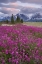Picture of ALASKA VIEW OF FLOWERS AND FAIRWEATHER RANGE