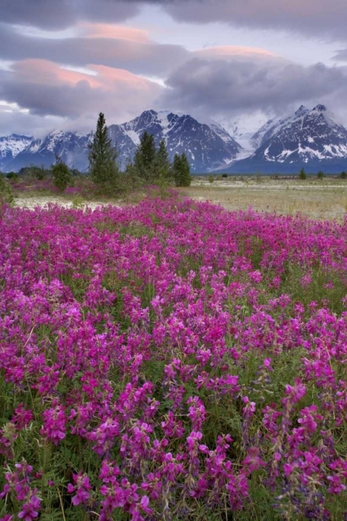 Picture of ALASKA VIEW OF FLOWERS AND FAIRWEATHER RANGE