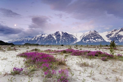 Picture of ALASKA VIEW OF FLOWERS AND FAIRWEATHER RANGE