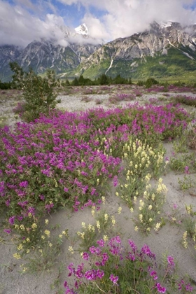 Picture of ALASKA VIEW OF FLOWERS AND FAIRWEATHER RANGE