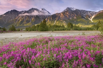 Picture of ALASKA VIEW OF FLOWERS AND FAIRWEATHER RANGE