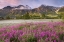 Picture of ALASKA VIEW OF FLOWERS AND FAIRWEATHER RANGE