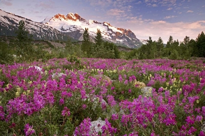 Picture of ALASKA VIEW OF FLOWERS AND FAIRWEATHER RANGE