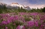 Picture of ALASKA VIEW OF FLOWERS AND FAIRWEATHER RANGE