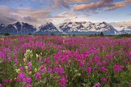 Picture of ALASKA VIEW OF FLOWERS AND FAIRWEATHER RANGE