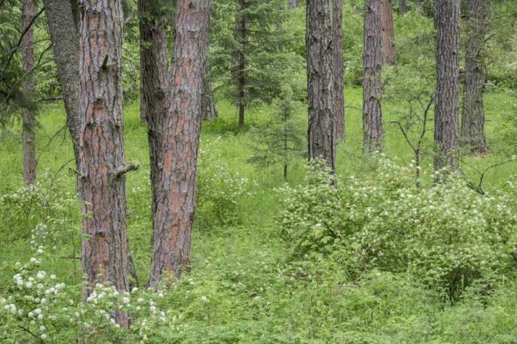 Picture of WASHINGTON, PALOUSE HILLS, FLOWERING NINEBARK