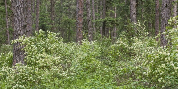 Picture of WASHINGTON, PALOUSE HILLS, FLOWERING NINEBARK