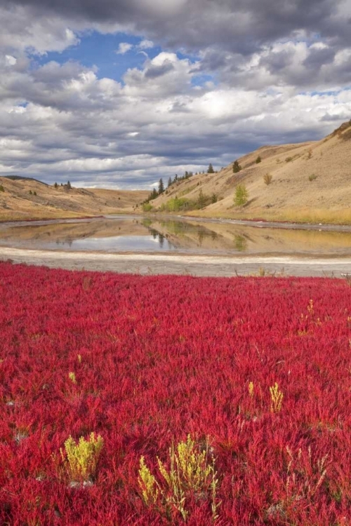 Picture of CANADA, KAMLOOPS, LAC DU BOIS GRASSLANDS PARK